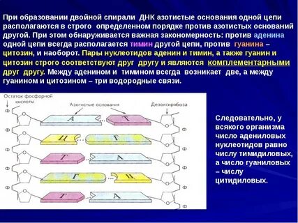 Какого азотистого основания в молекуле днк