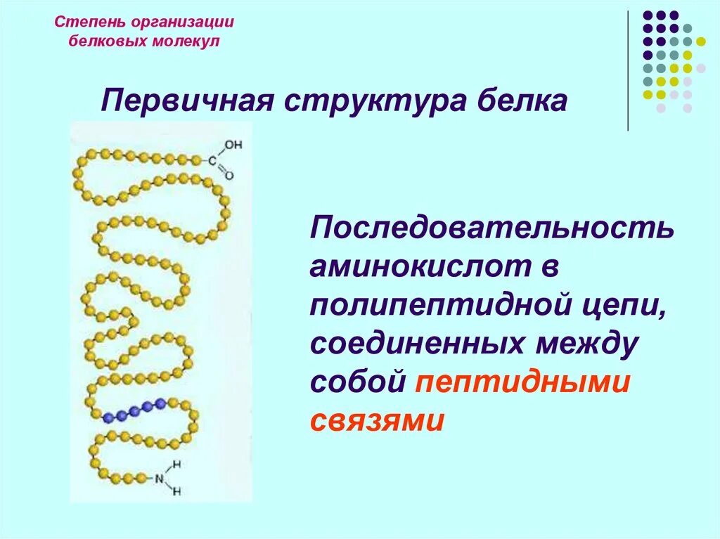 В организации белковых. Биополимеры белки строение. Строение биополимеров белков. Первичная структура белка. Строение белковых цепей.