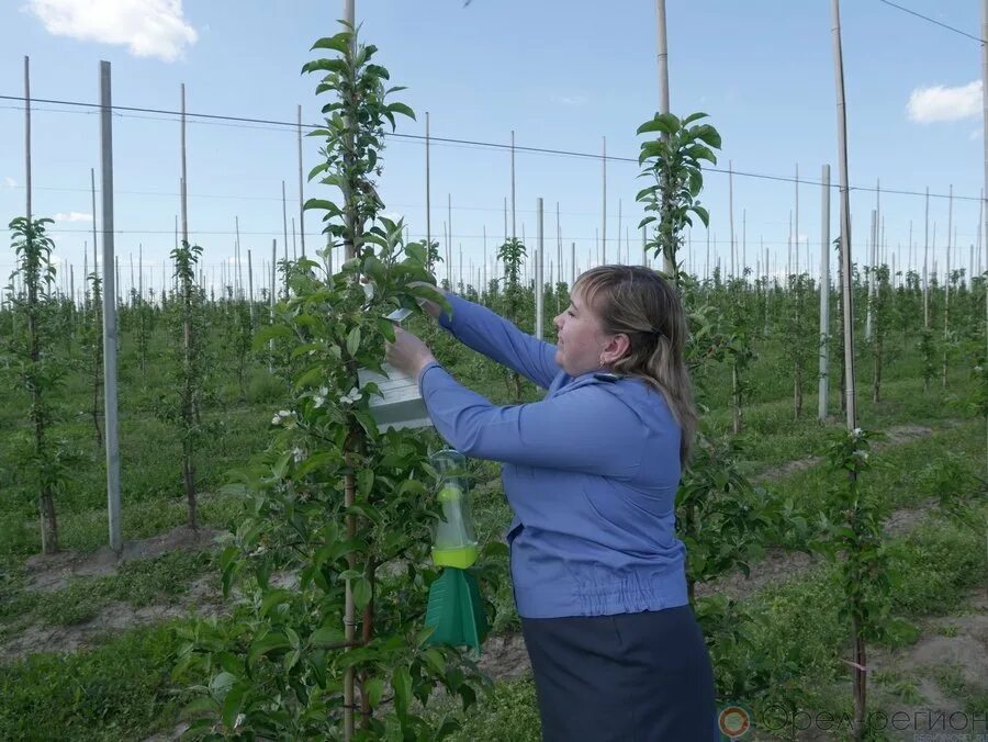 Сайт россельхознадзора по орловской и курской. Россельхознадзор Орловской области. Россельхознадзор Орел. Россельхознадзор Орел фото. Управление Россельхознадзора по Орловской и Курской областям.