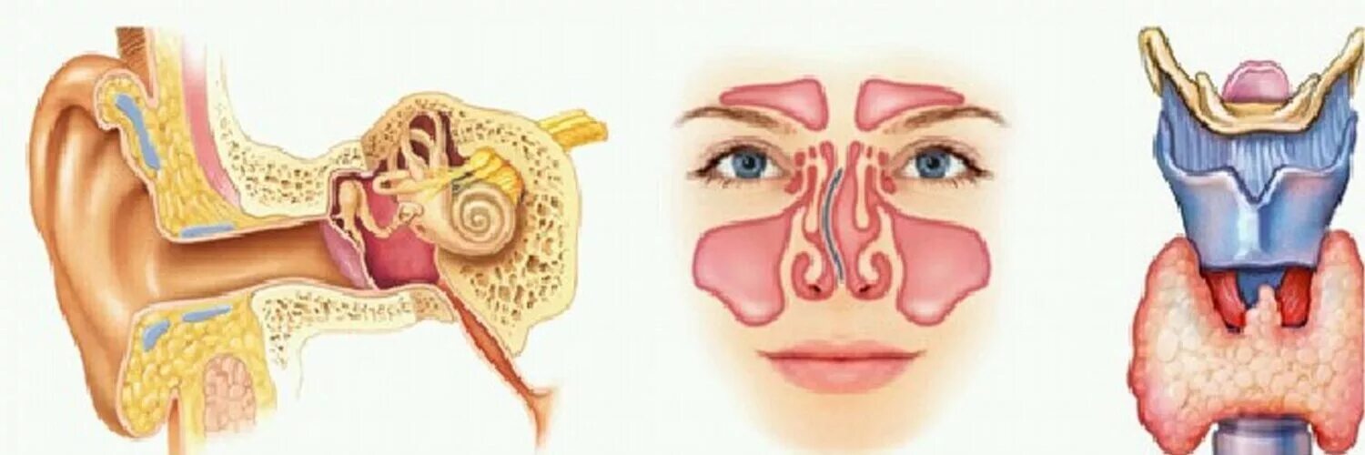Инфекции лор органов. Заболевания уха и носа.
