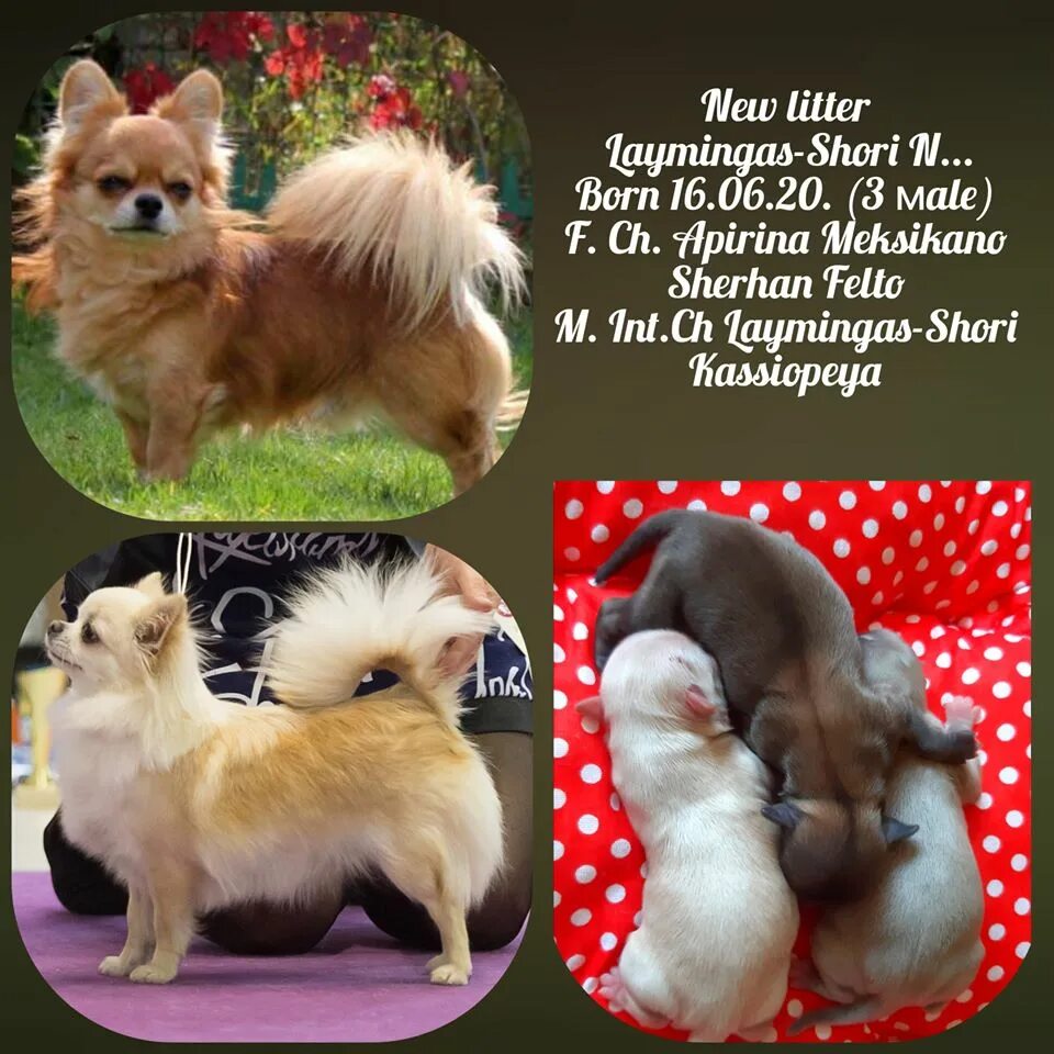 Старец чихуахуа. Папа чихуа. Чихуахау сука кобелиного типа. Что будет если папа больше мамы чихуахуа. Чихуахуа папуля.