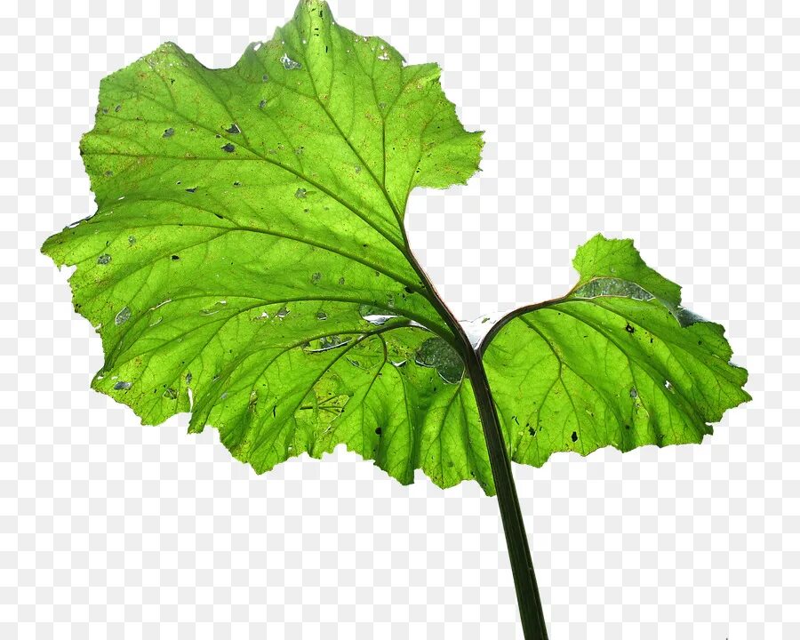 Зелень на белом фоне. Big leaf. Кокколоба гигантская растение. Big leaf. Big leaf.