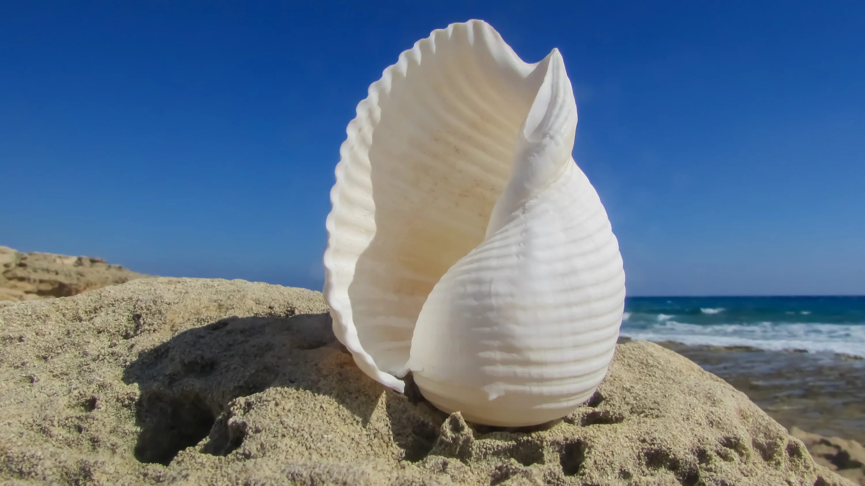 Раковина Conch Shell. Ракушка конх. Красивые морские раковины. Ракушка панцирь