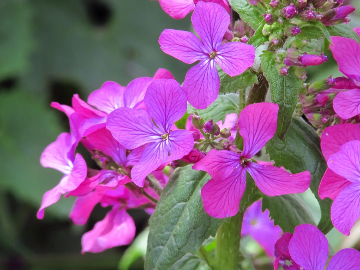 Фото лунника. Крестоцветная лунария. Лунник оживающий. Лунария лунник. Лунник оживающий растение.