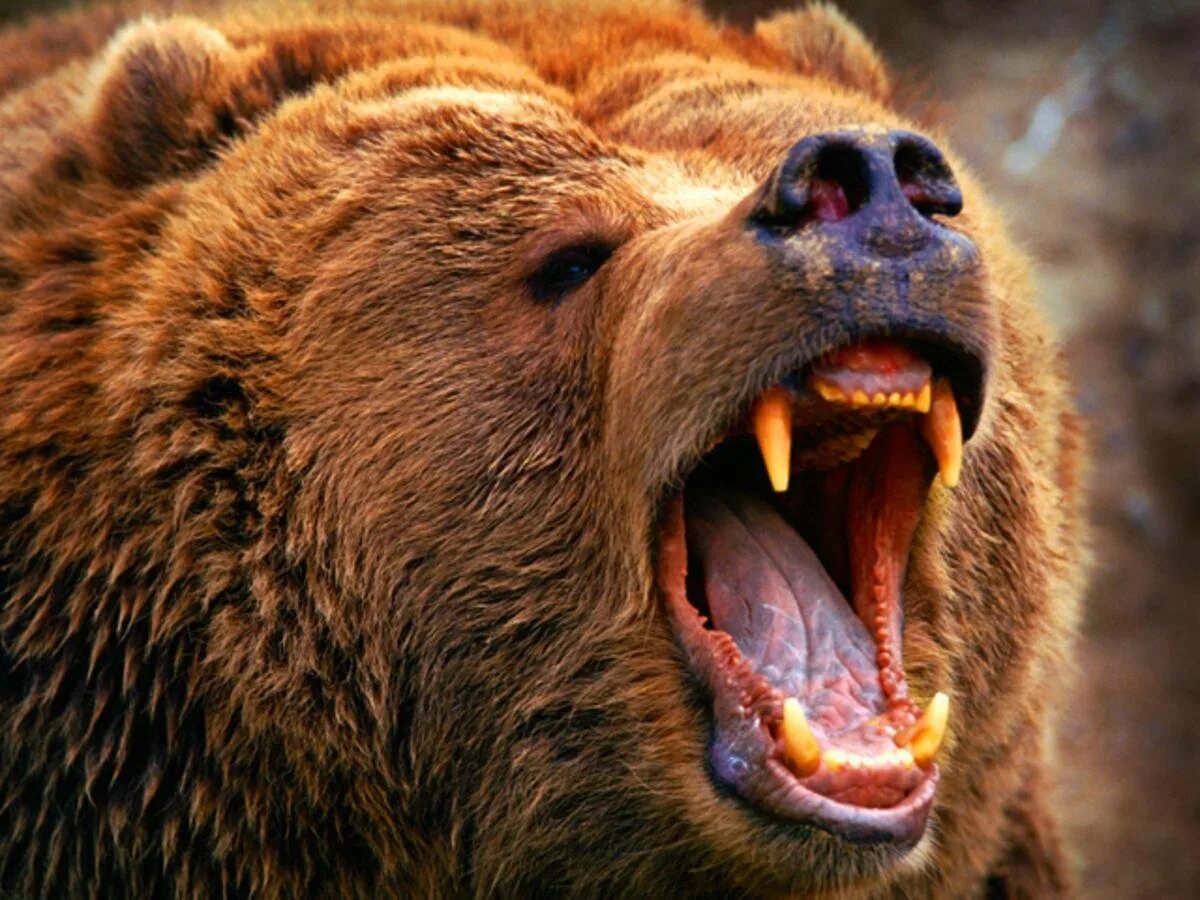 Опасны ли медведи. Медведь Гризли злой. Медведь Гризли злой нападение. Грозный медведь Гризли.
