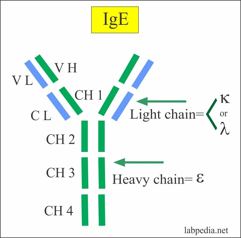 Иммуноглобулин е - молекулы структура. Иммуноглобулин e строение. Структура иммуноглобулина е. Схема строения IGE.