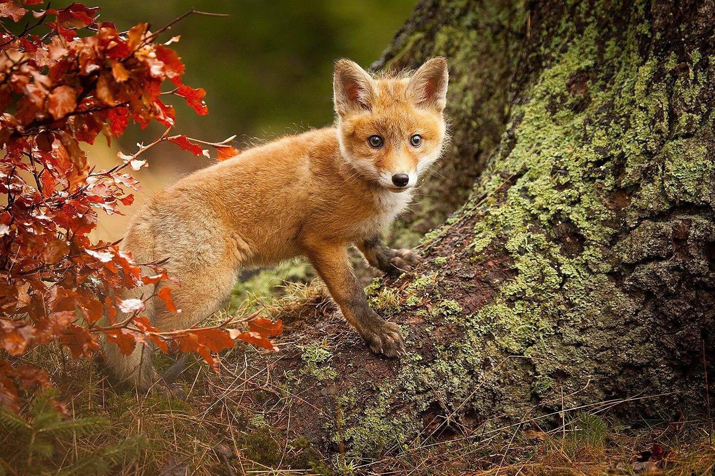 Лисенок осень. Лиса осенью. Лисята фото. Лиса с лисятами. Fox wild
