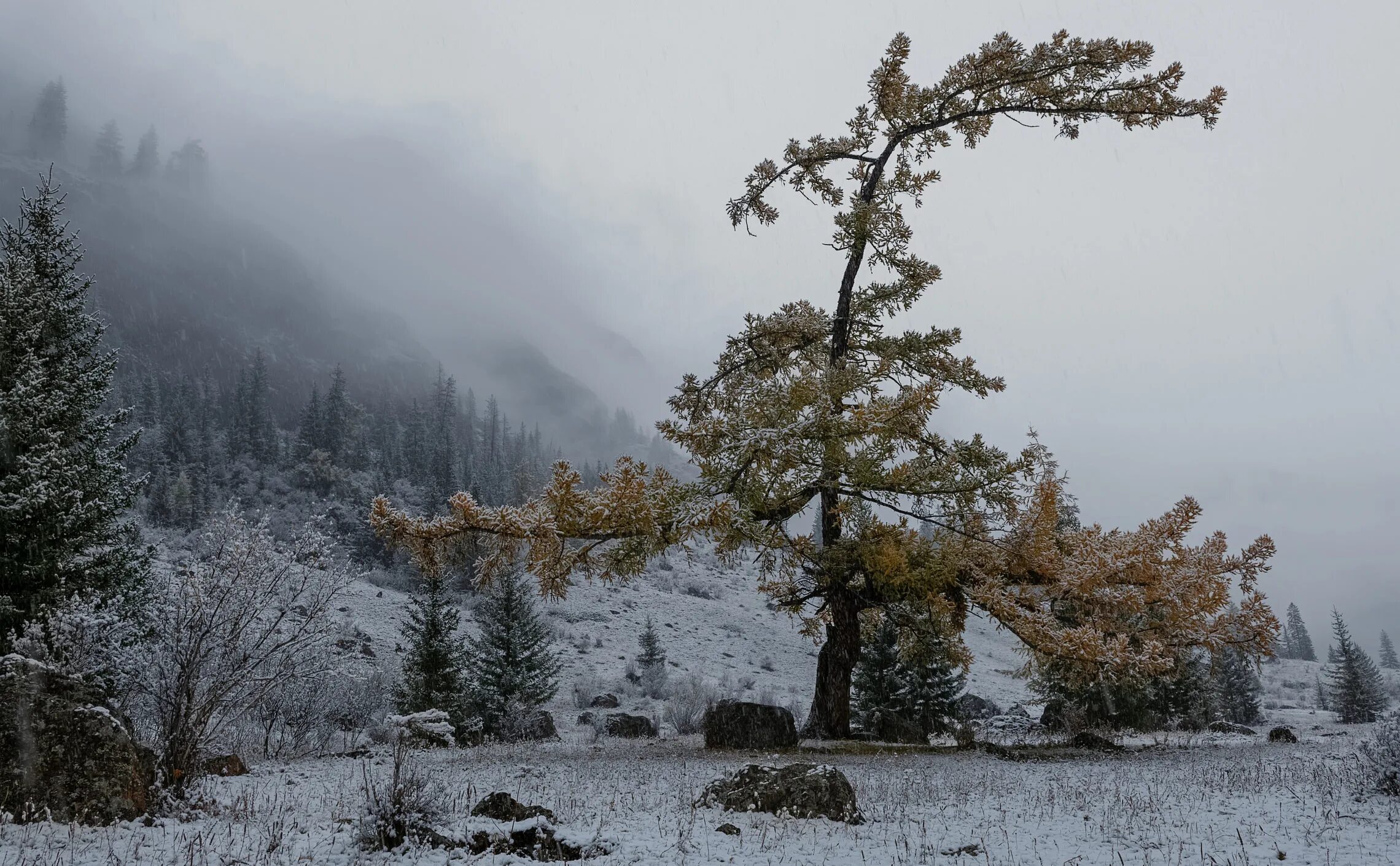Лиственница зимой. Зима на подходе видео. Снегр. Снежная равнина. Фото зимнего чебаркуля 2023.