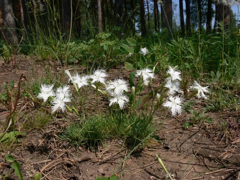 Гвоздика волжская. Гвоздика игольчатая. Гвоздика иглолистная. Dianthus acicularis. Dianthus acicularis.