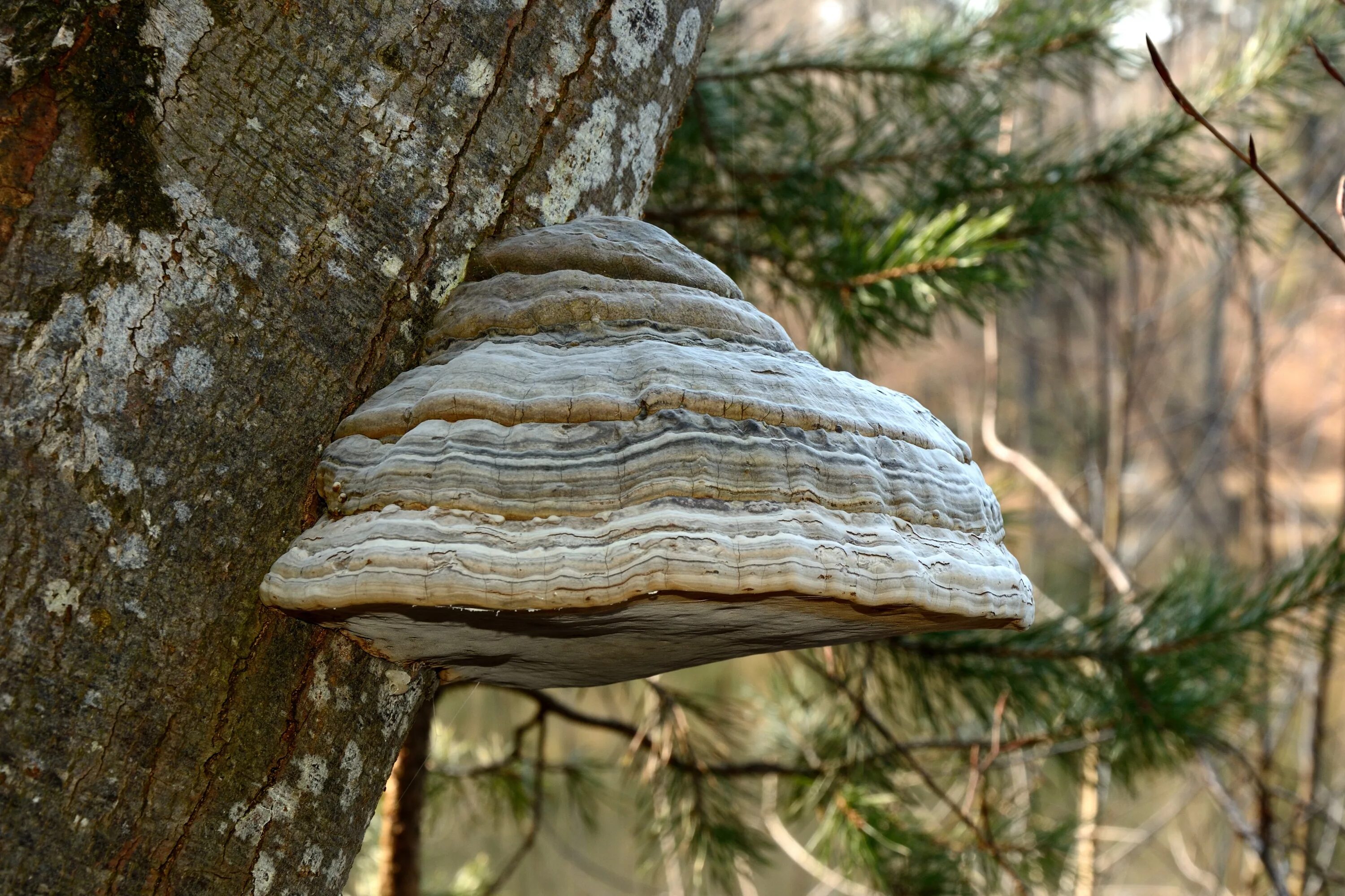 Трутовик ложноберезовый. Трутовик настоящий fomes fomentarius. Древесный гриб трутовик. Трутовик лиственничный. Гриб на дереве трутовик