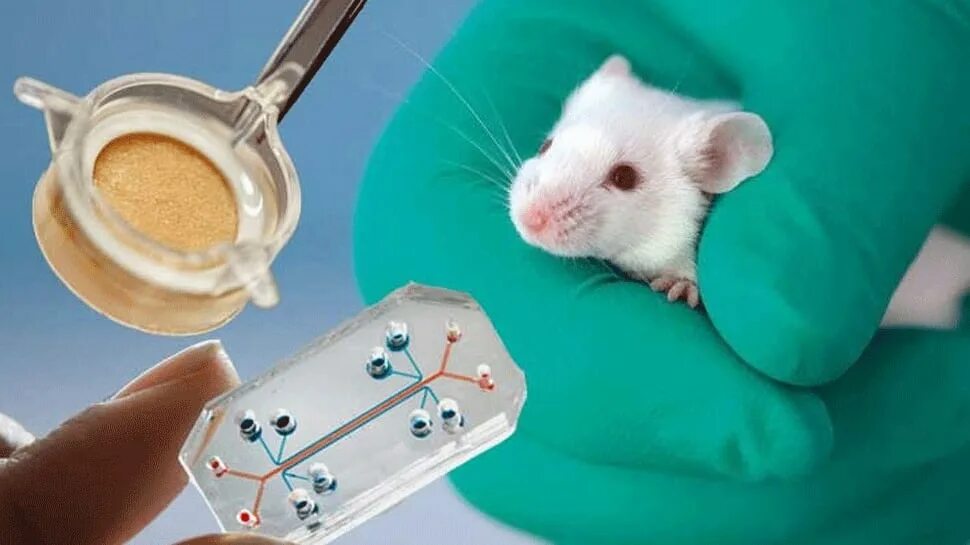 Тестирование препаратов на животных. Тестирование лекарств на животных.