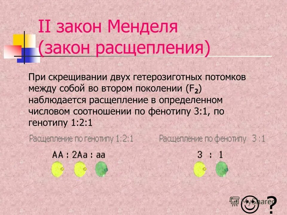 Гетерозиготные особи имеют генотип. 1 Закон Менделя расщепление по генотипу. Скрещивание двух гетерозигот. Первый закон Менделя соотношение.