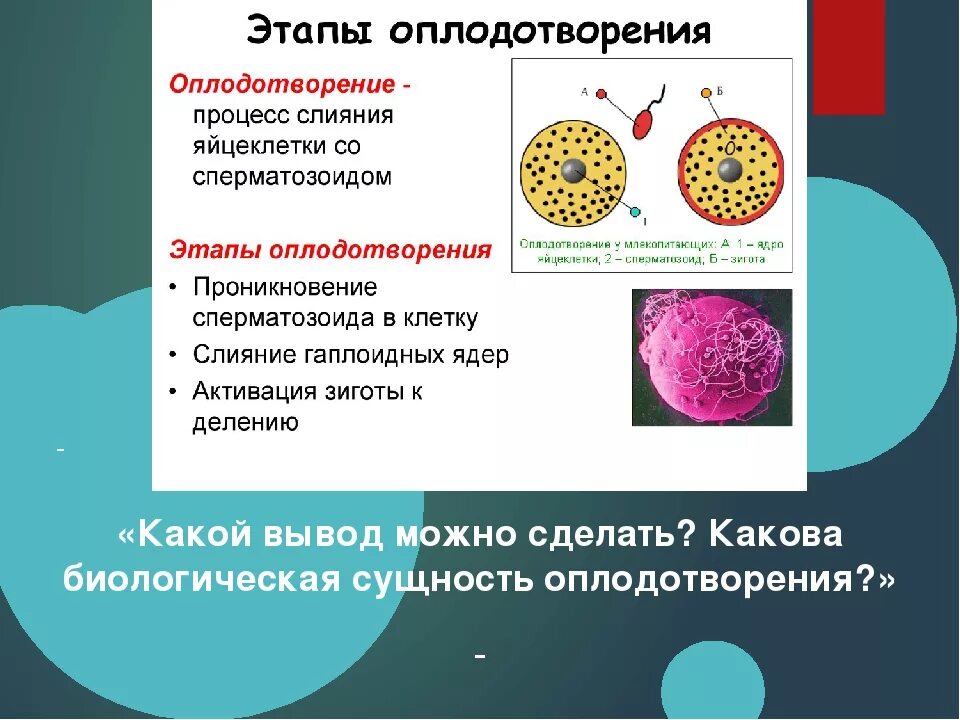 Стадии оплодотворения. Этапы оплодотворения у млекопитающих. Этапы процесса оплодотворения. Оплодотворение этапы оплодотворения. Какая ботаническая наука изучает процесс оплодотворения