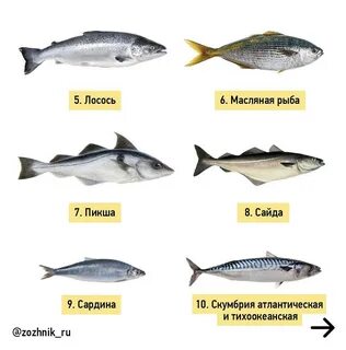 Название рыб белого моря