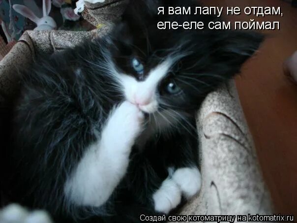 Кот и огромная рыба. Папа когда ты поймал самого большого леща. Сама лови. Наглость. Прикольные картинки с надписями.