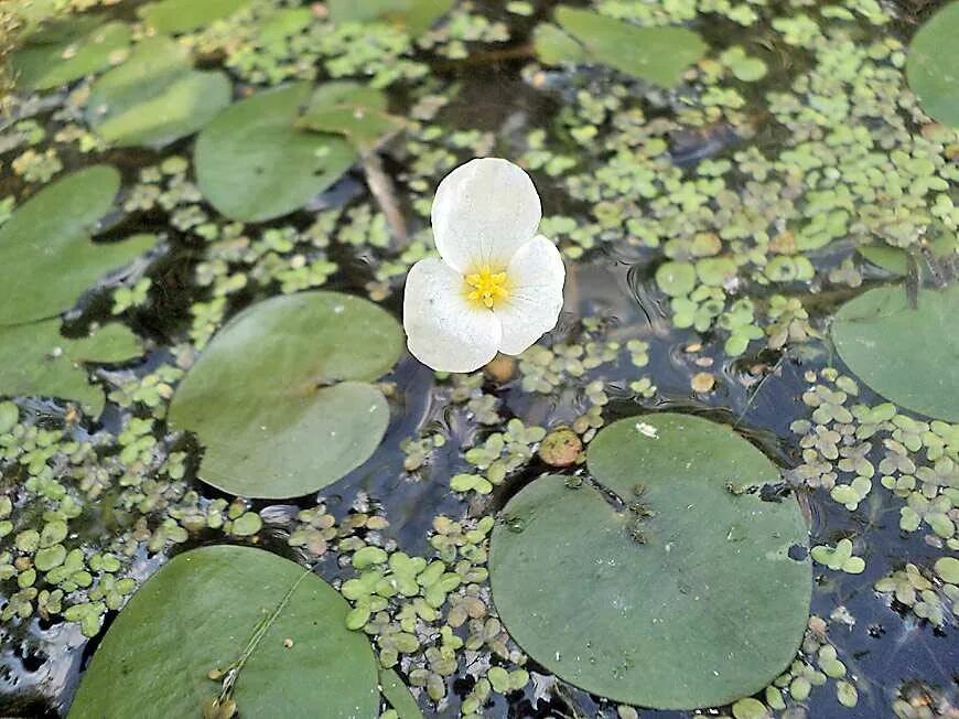 Водокрас обыкновенный. Водокрас Лягушачий. 2) Водокрас Лягушачий. Водокрас Лягушачий плод.