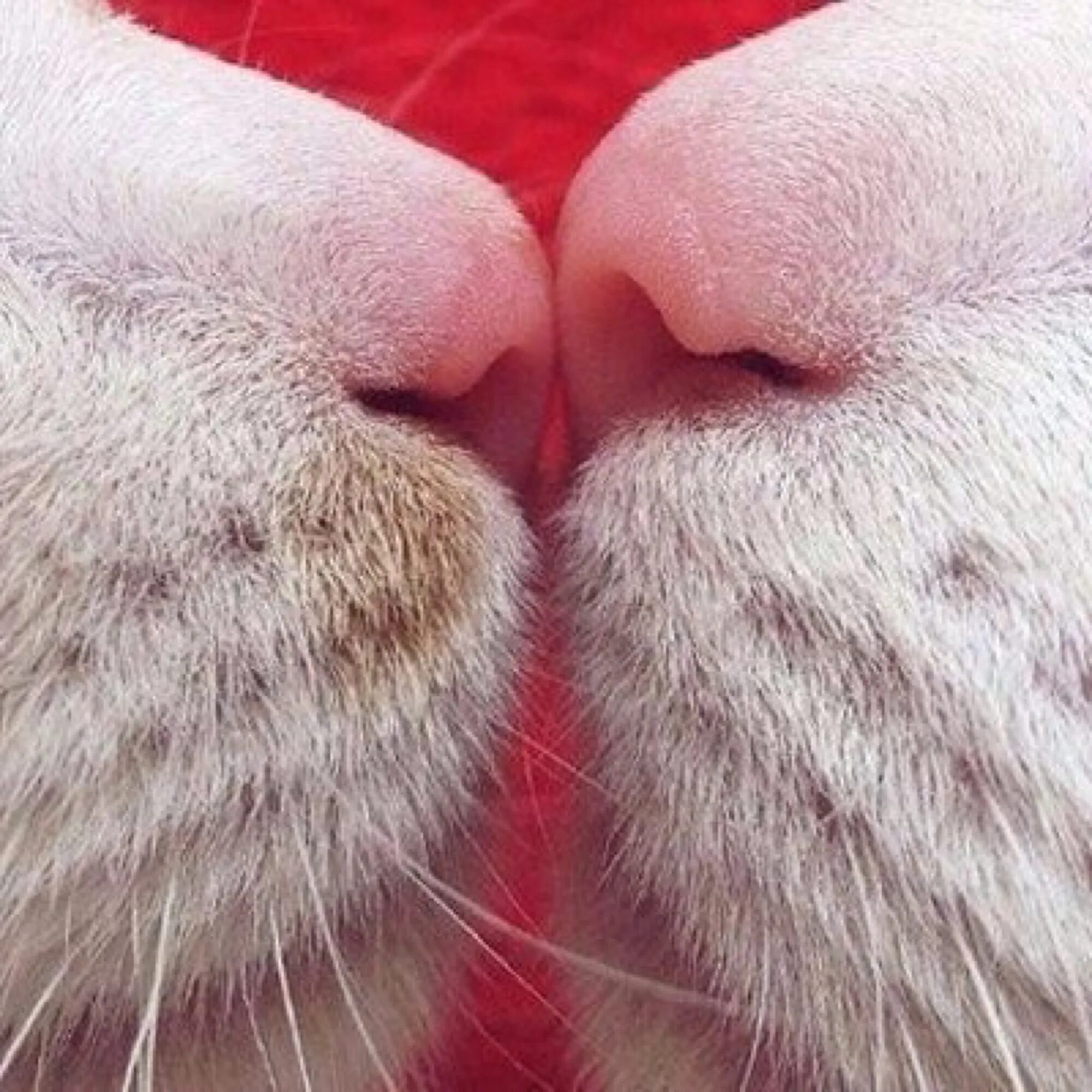 Новая киса. Кошачий носик. Носики котиков. Нос кота. Поцелуй кота.