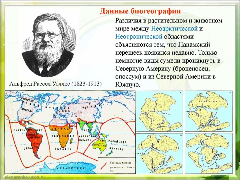 Профессии биогеограф и геоэколог 6 класс география. Биогеография. Основоположник биогеографии.