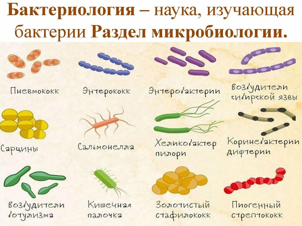 Бактерии примеры названия. Бактериология классификация бактерий. Формы бактерий по биологии. Атлас бактерий по микробиологии. Формы бактерий микробиология.