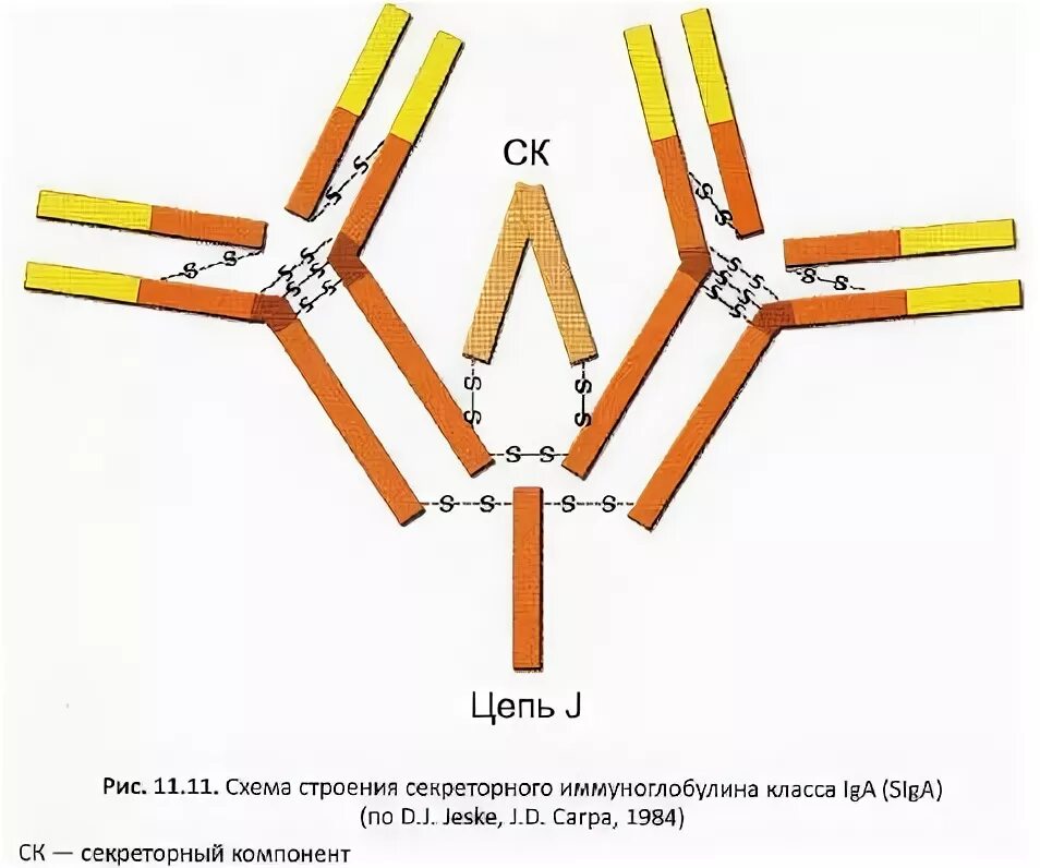 Секреторный иммуноглобулин а. Секреторный иммуноглобулин а строение. Структура секреторного иммуноглобулина а. Схема секреторного иммуноглобулина а. Схему строения секреторного iga.