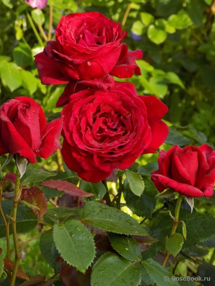 улица розы изабеллы lies of p