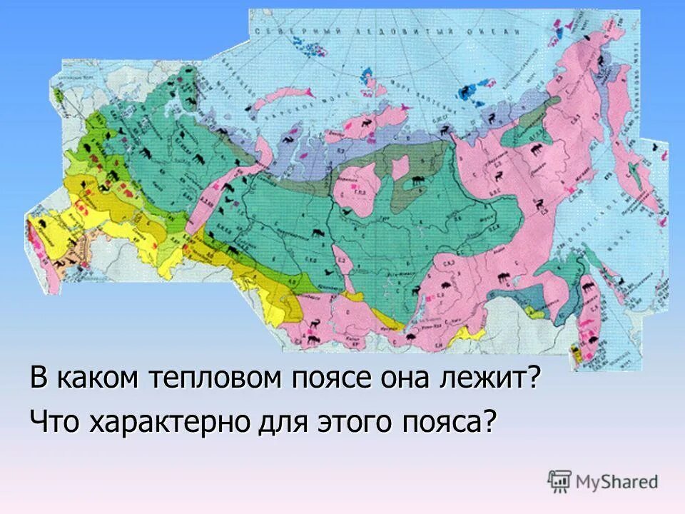 В каком поясе находится тундра. Тундра на карте природных зон. где расположена зона тундры. где расположена зона лесов относительно тундры. тундра на карте россии природных зон.