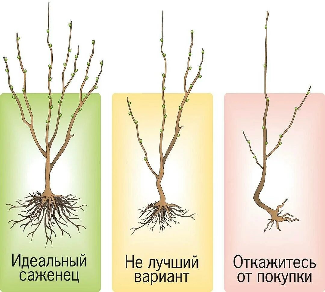 Когда лучше сажать деревья весной