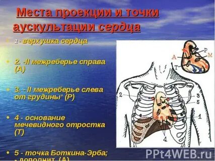 4 межреберье слева от грудины