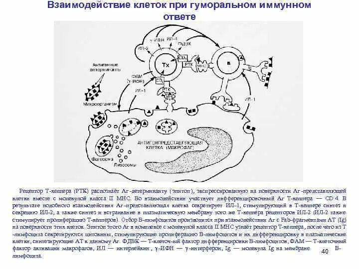 Взаимодействие клеток при гуморальном иммунном ответе. Взаимодействие клеток при иммунном ответе. Взаимодействие клеток иммунной системы в иммунном ответе. Схема взаимодействия клеток в иммунном ответе. Взаимодействие иммунных клеток