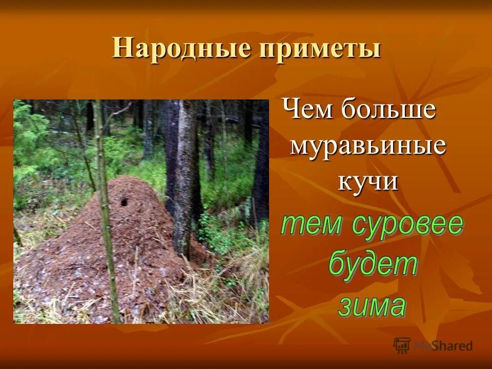 русские народные приметы. народные приметы о природных явлениях. приметы народов. народные приметы для дошкольников. народные приметы в лесу.