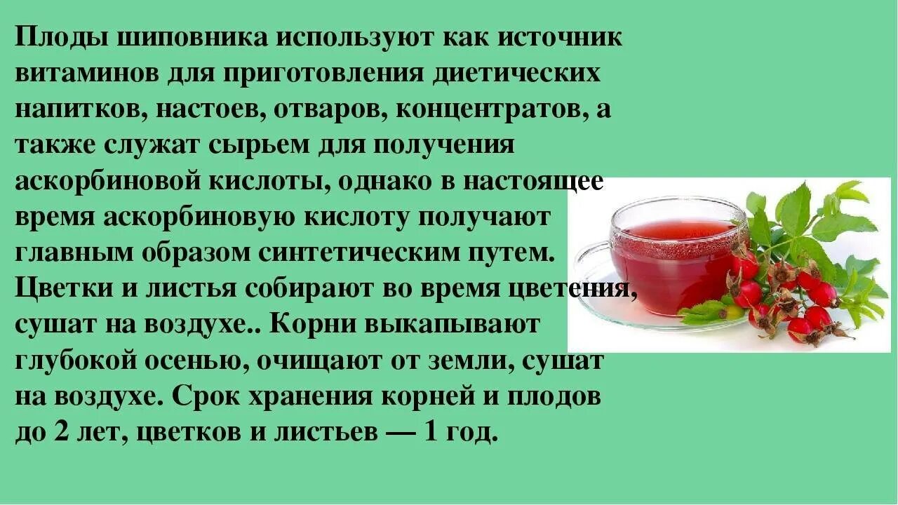 Чем полезен чай с шиповником. Чай из отвара шиповника. Как правильно пить отвар шиповника. Напиток из плодов шиповника. Чем полезен отвар шиповника.