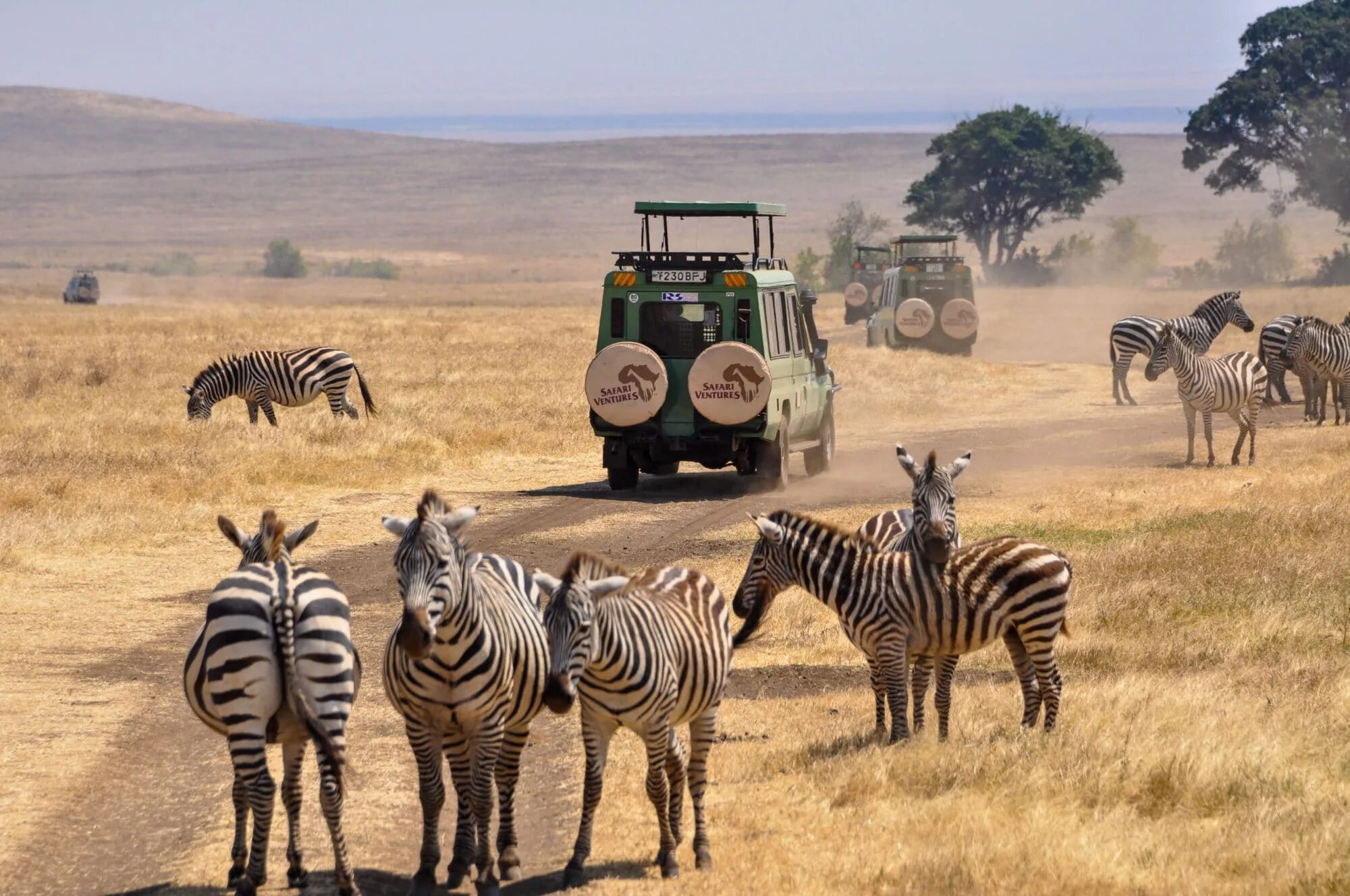 Africa safari. Сафари тур в Танзании. Кения сафари. Тур сафари Кения. Сафари экскурсия.