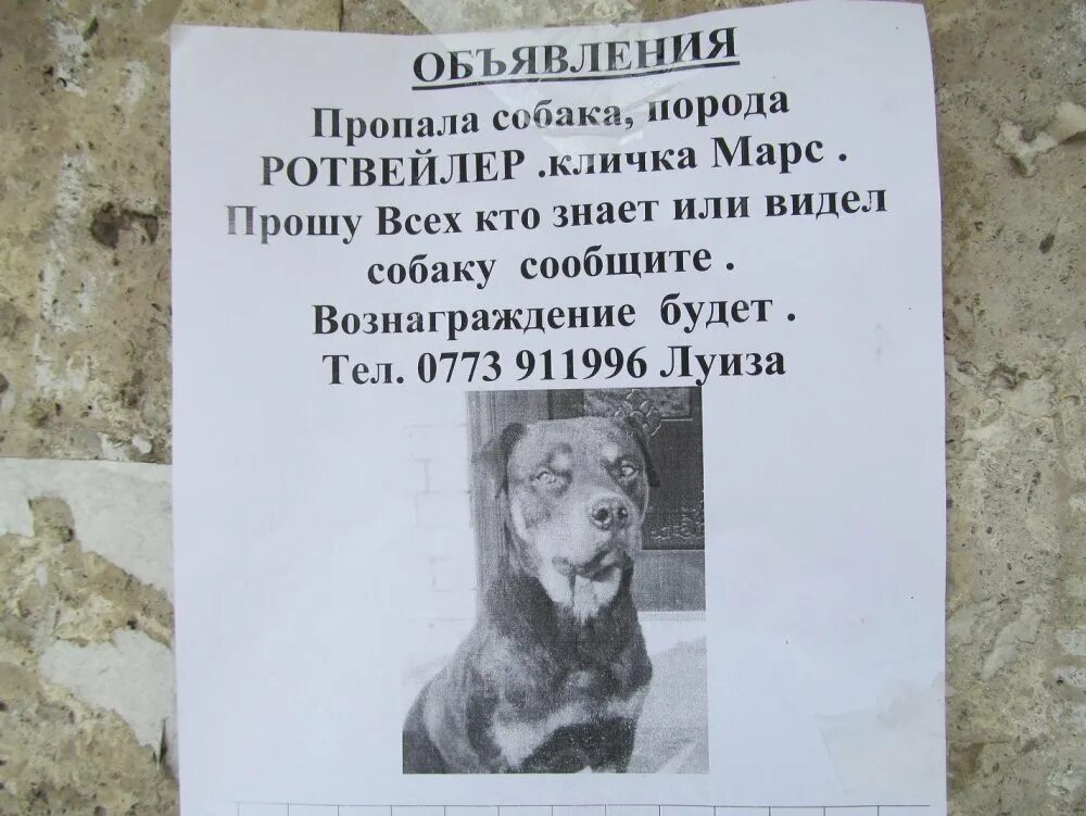 Напишите два объявления. Объявление о пропаже собаки. макет объявления о пропаже. объявление пропала собака. объявление о пропаже щенка пример.