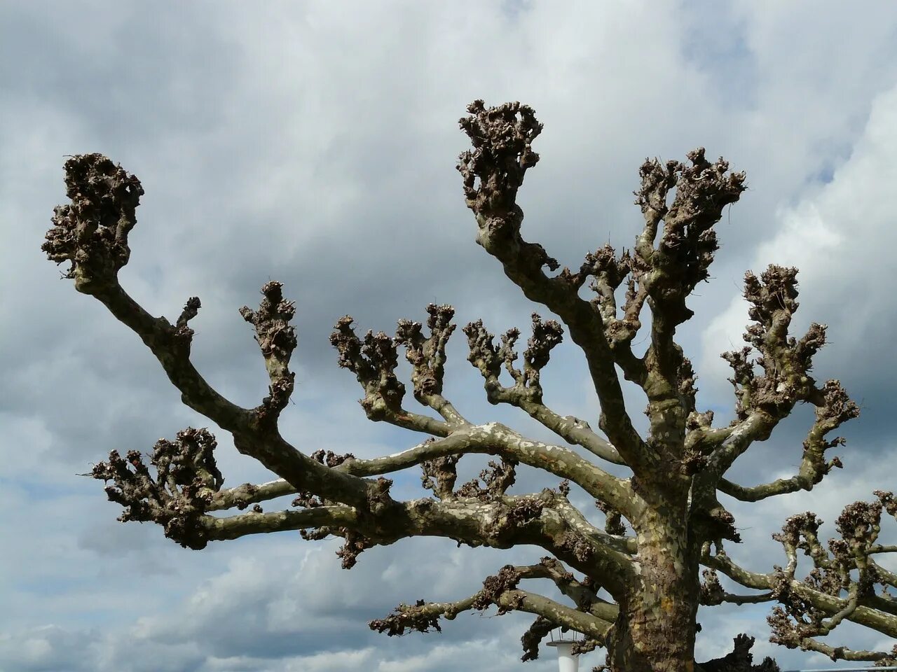 Plane tree