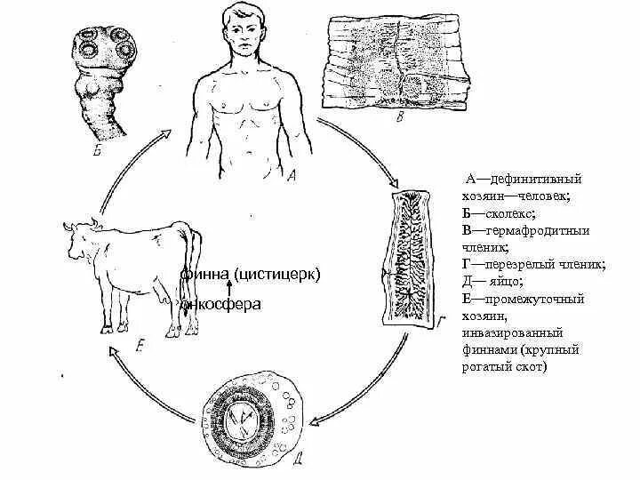 Стадии развития цепня. Схема жизненного цикла бычьего цепня схема. Цикл размножения бычьего цепня. Жизненный цикл бычьего цепня схема. Цикл развития бычьего цепня.