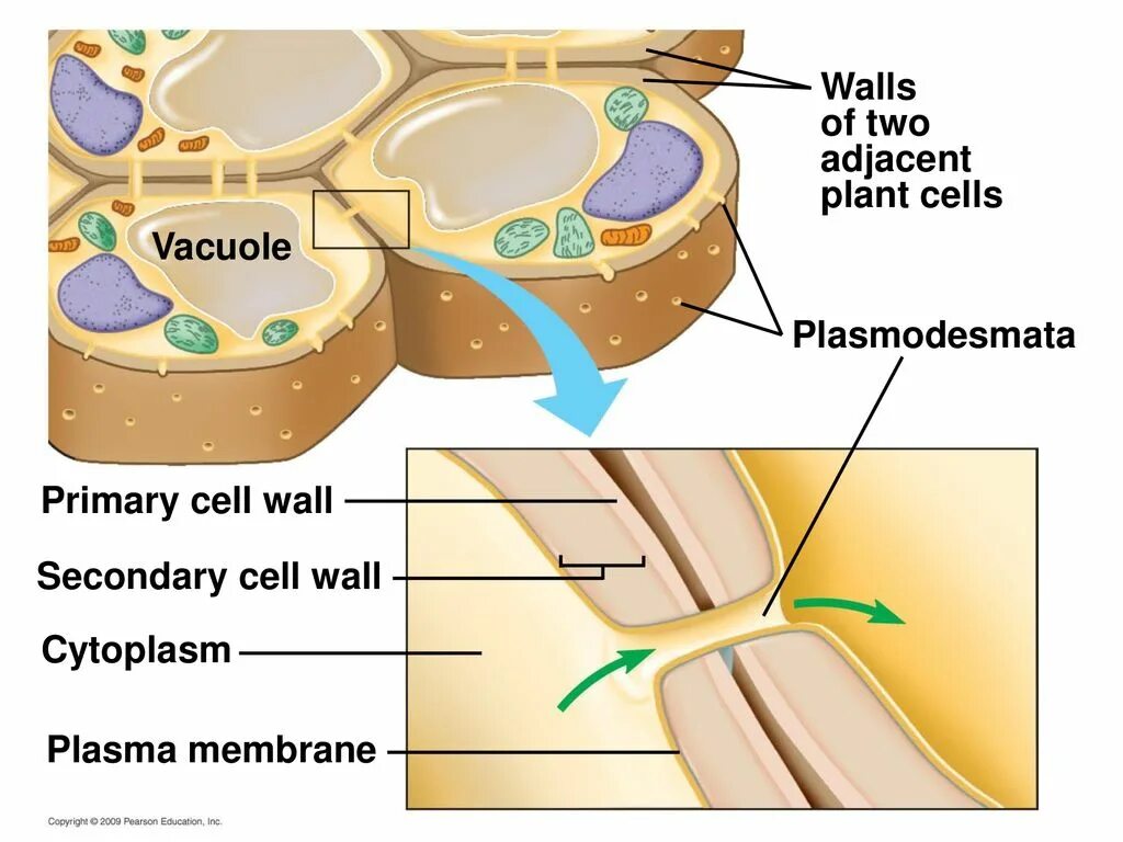 Клеточная стенка плазмодесмы. Клеточная стенка растений плазмодесмы. Плазмодесма микрофотография. Строение плазмодесмы.
