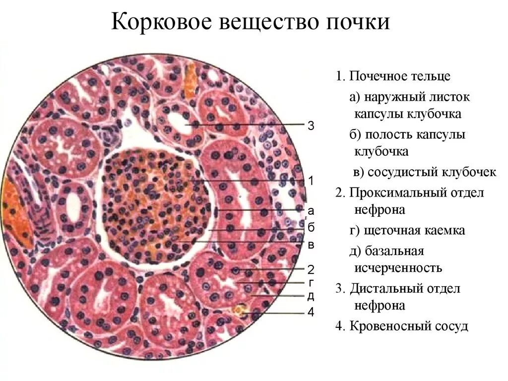 Почка человека препарат