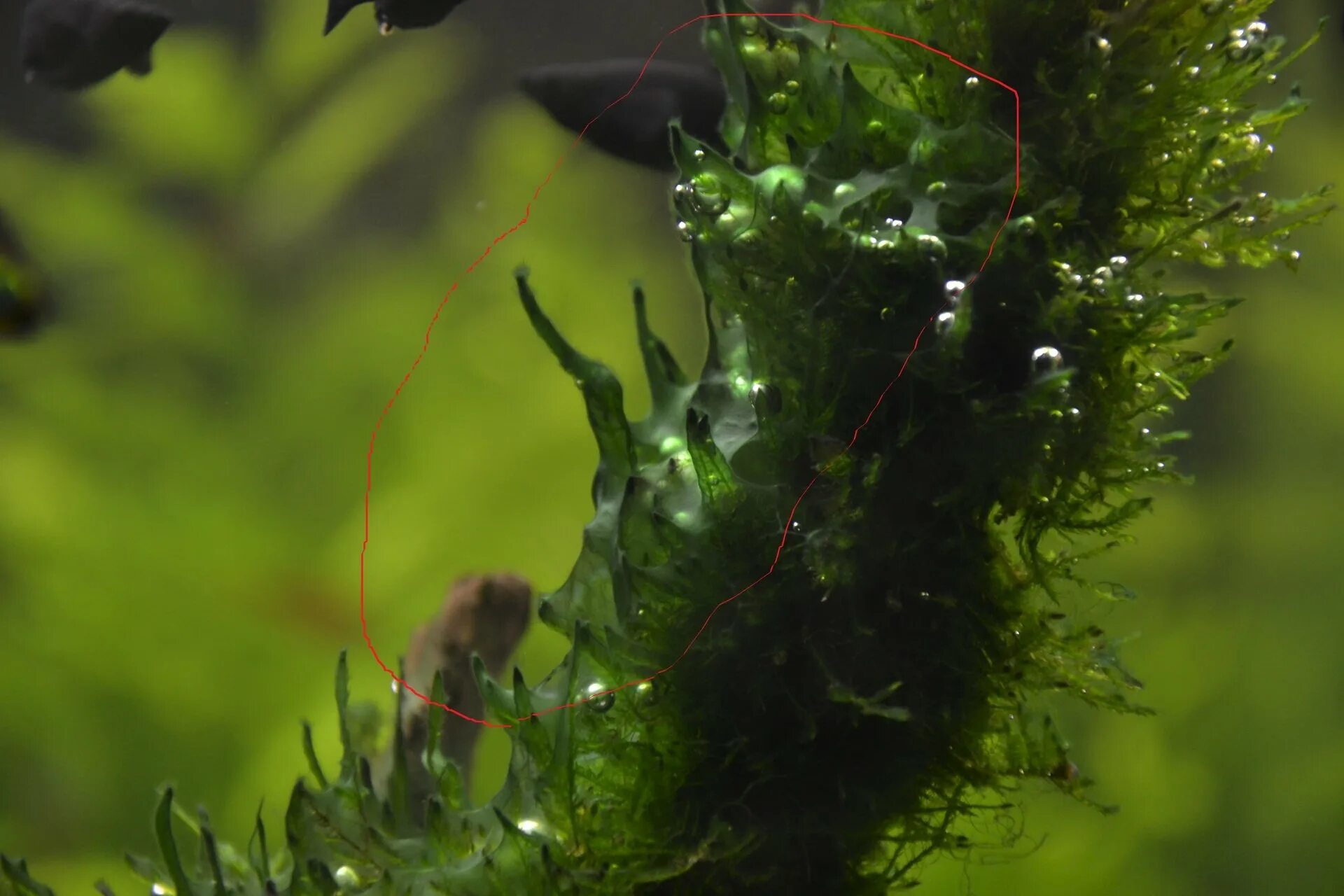 Водоросль Griffithsia flosculosa. Аквариумная Осока водоросль. Блестянка аквариумное растение. Шелковник водоросль.