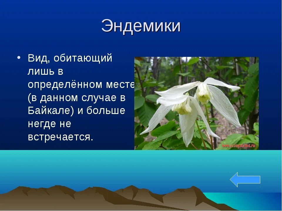 Сообщение на тему эндемики. Эндемики это. виды эндемики. эндемики это в биологии. эндемичные виды это.