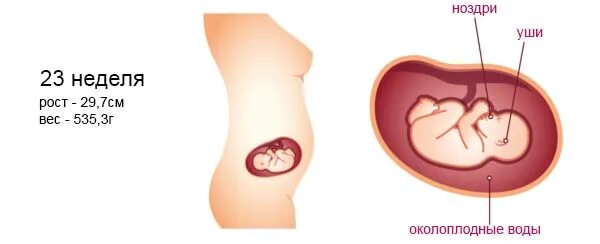 Размер плода на 28 неделе беременности. Плод ребенка на 23 неделе беременности. Размер плода на 22 неделе беременности. 22 недели беременности размер