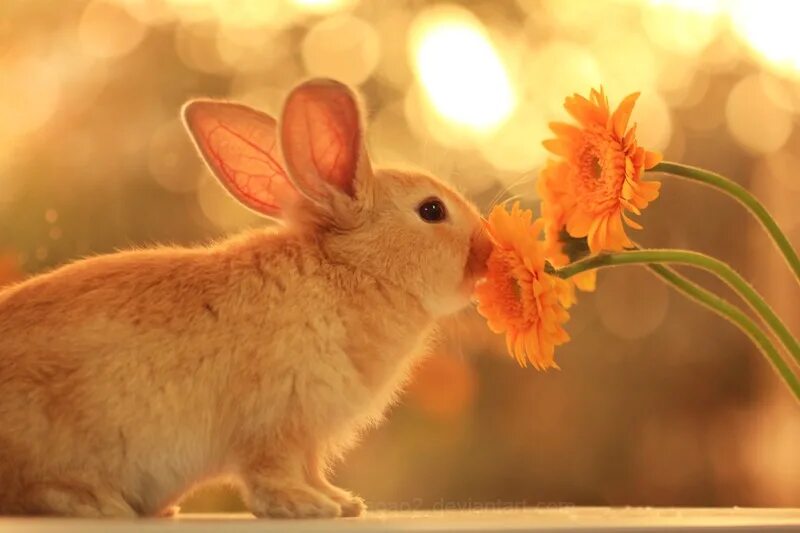 солнышко и. солнечный зайка. праздник солнечных зайчиков. солнечный зайчик фото. деньсолнесных зайчикоа.