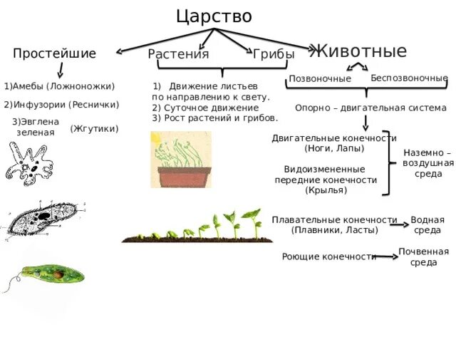 Значение движения в биологии. Способы движения биология 6 класс. сообщение на тему движение живых организмов по биологии 6 класс. типы движения растений таблица. способы движения животных биология 6 класс таблица.