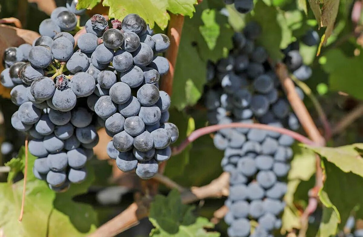 Виноград смарагд. Крымская жемчужина сорт винограда. Виноград сегодня. Виноград сорт альфа. Москато бьянко сорт винограда.