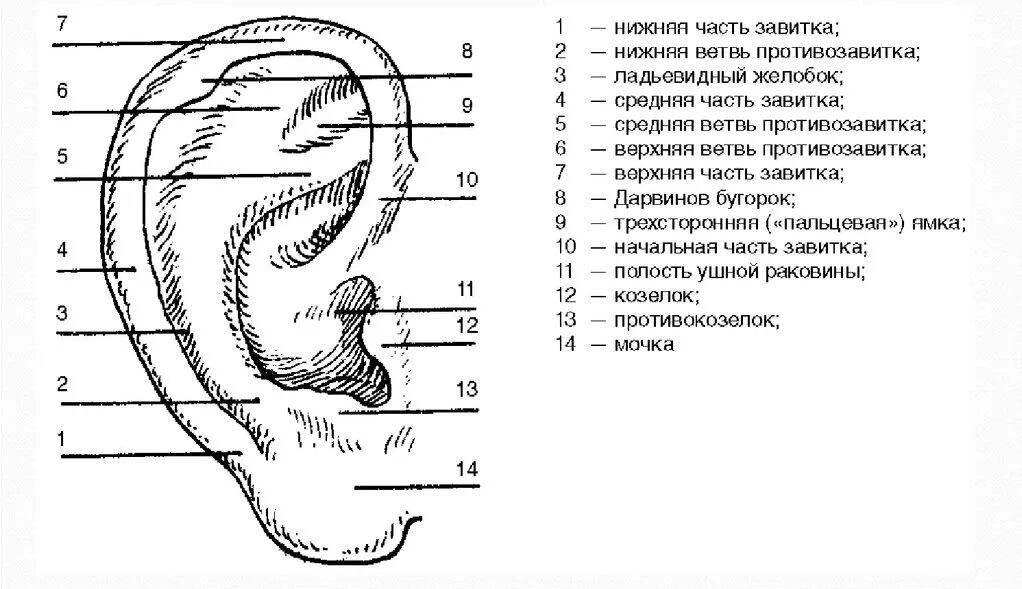 Глубокая ушная раковина. Опухоль ушной раковины снаружи. Ушная раковина анатомия. Противокозелок ушной раковины.