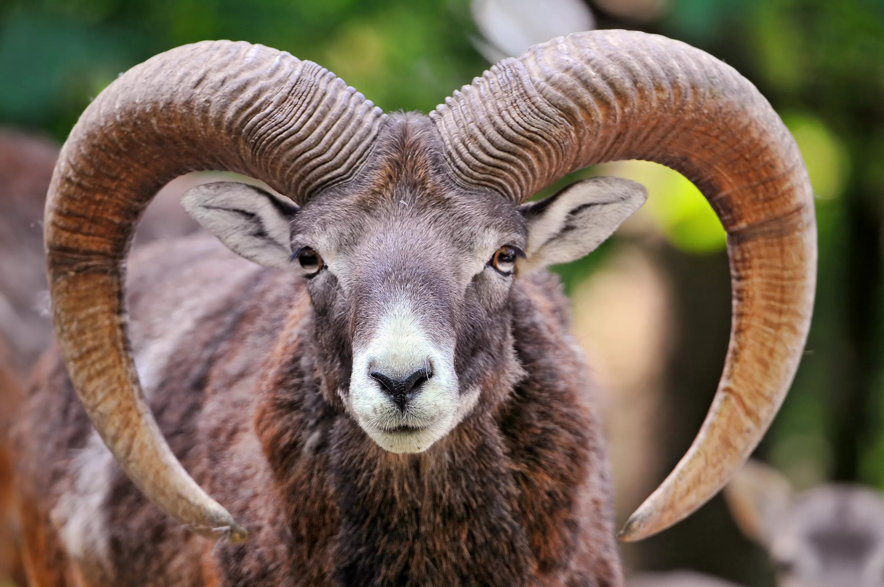Толстороги и бараны марко поло. Горный баран марко поло рога. Баран в полный рост. Овцебык+архар. Муфлон крымский.