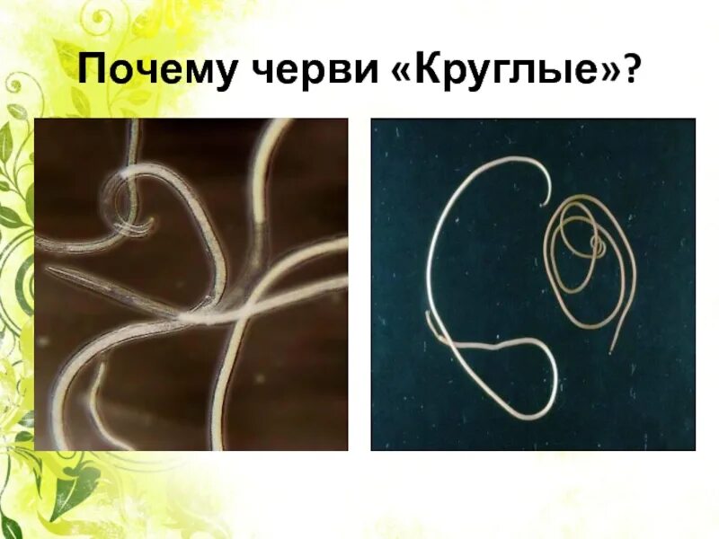 Круглые черви три примера животных. Представители круглых червей. Круглые черви примеры.