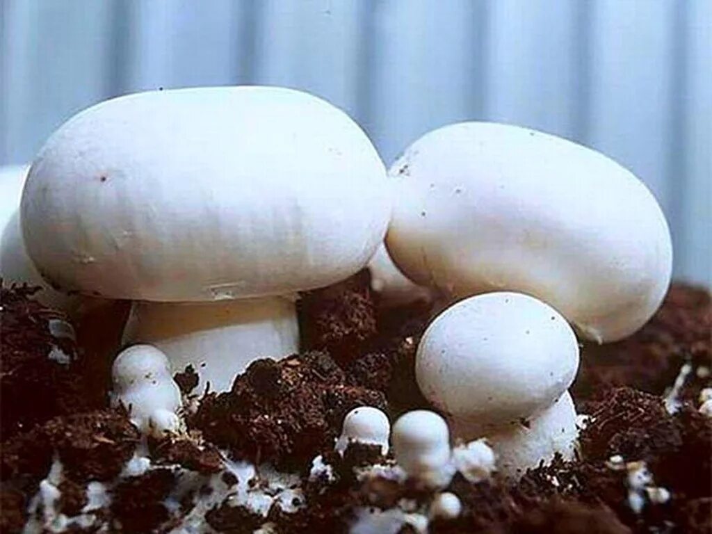 Гриб шампиньон двуспоровый. Сбор шампиньонов. Шампиньоны отходы. Шампиньоны отходы. Шампиньоны тепличные.