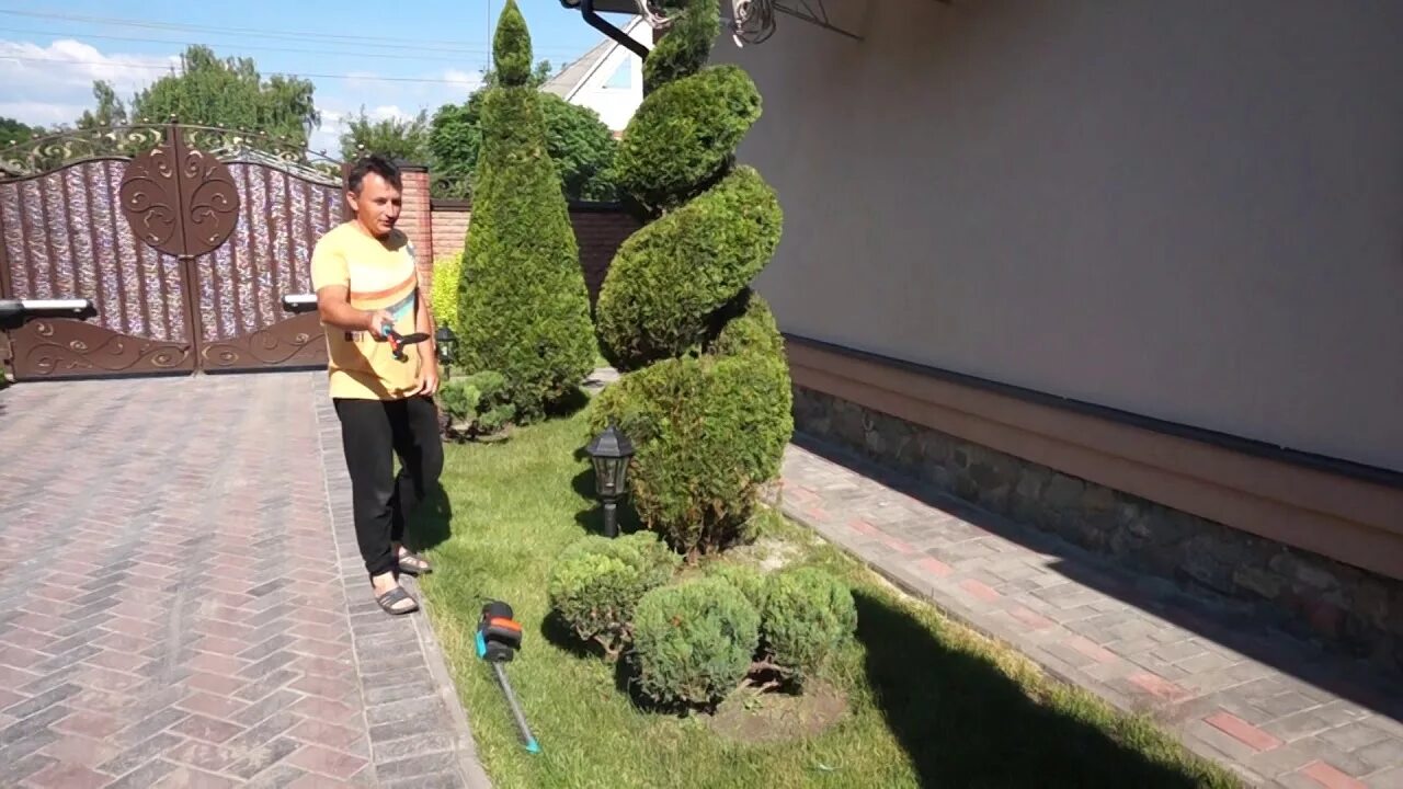 Топиарная стрижка туи смарагд. Топиарная стрижка туи брабант. Как стричь тую смарагд. Как стричь тую смарагд. Туя смарагд стрижка конусом.