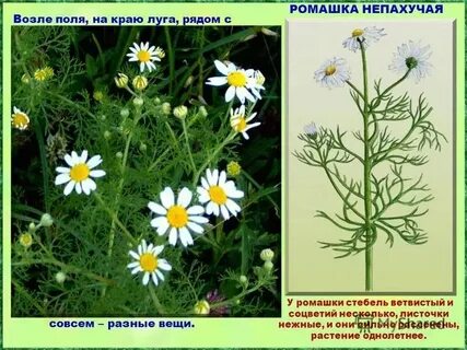 Систематическая группа ромашки