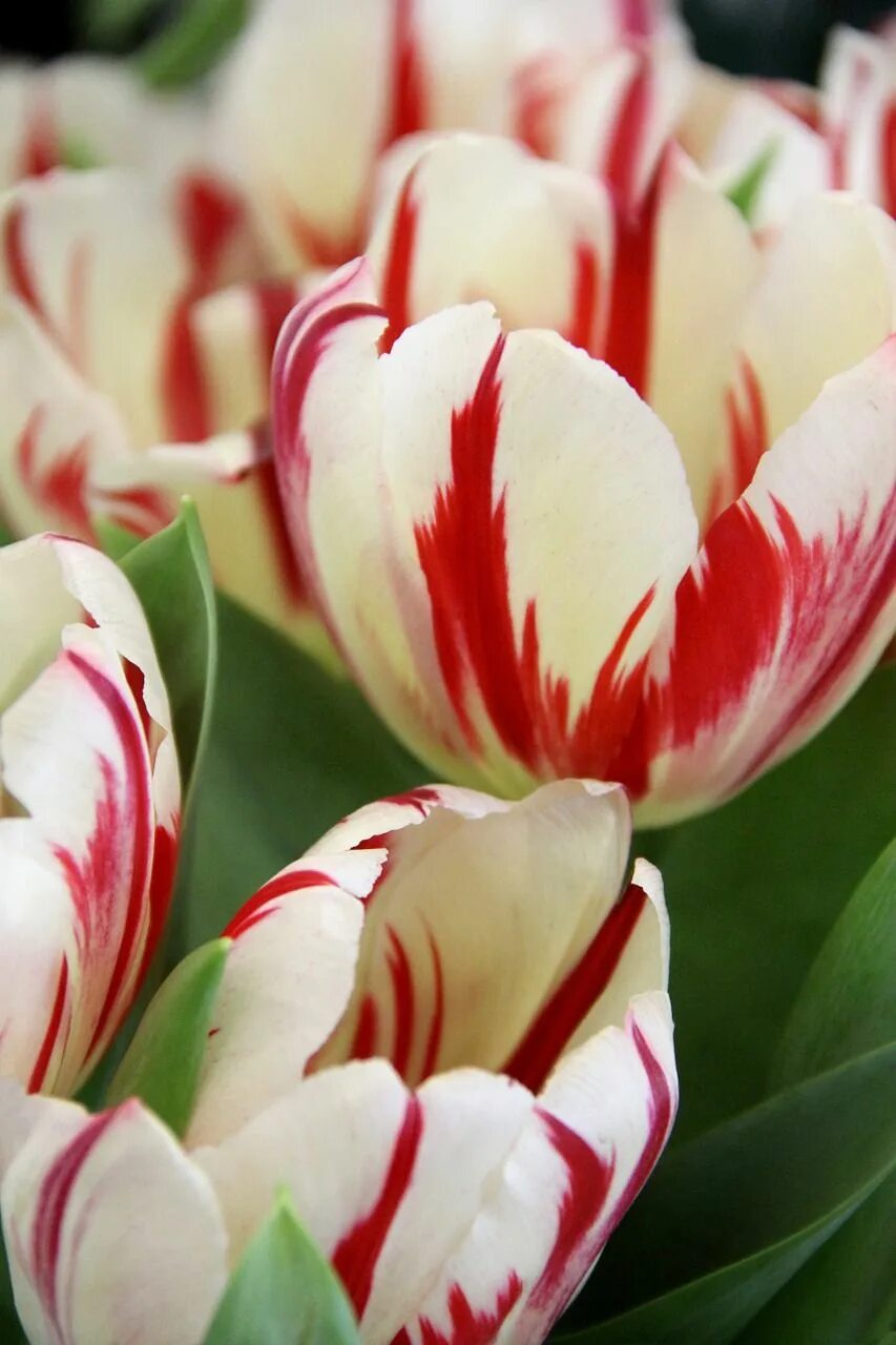 Tulip 2
